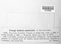 Puccinia umbilici image